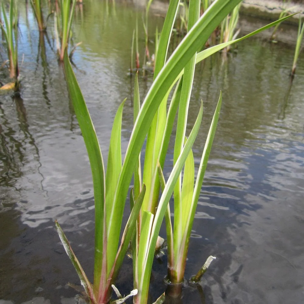 Acorus Calamus Variegatus - Variegated Sweet Flag - Image 3