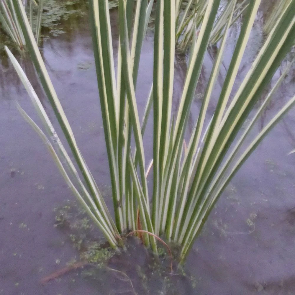 Acorus Calamus Variegatus - Variegated Sweet Flag - Image 4