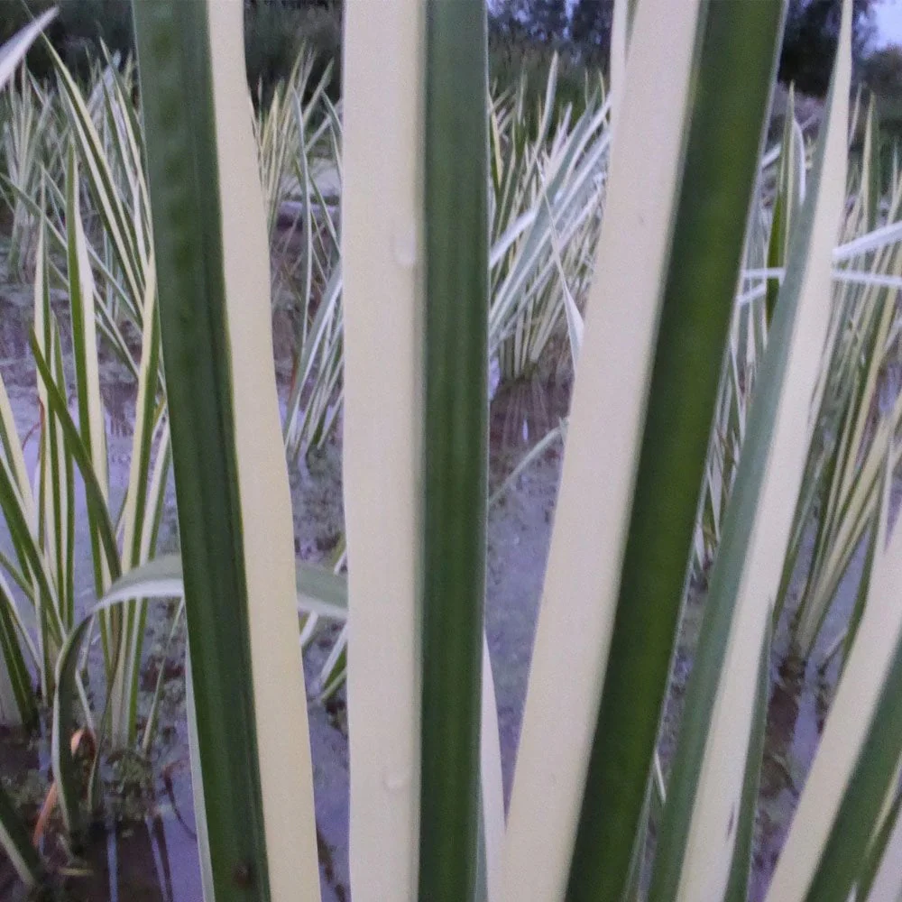 Acorus Calamus Variegatus - Variegated Sweet Flag - Image 5