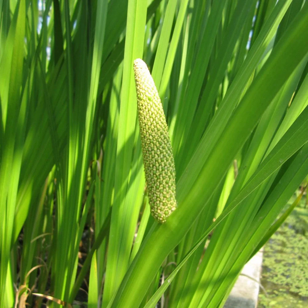 Acorus Calamus Variegatus - Variegated Sweet Flag - Image 6