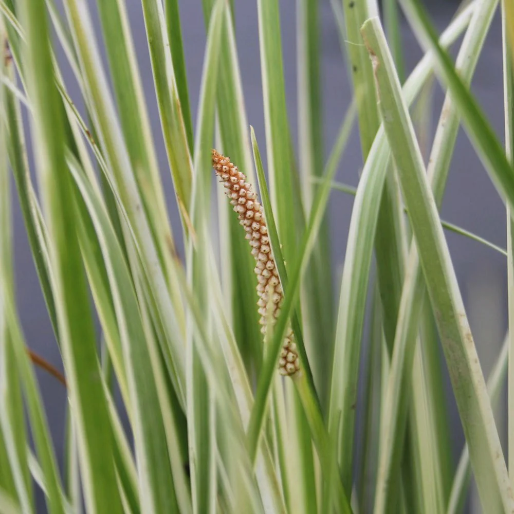 Acorus Gramineus Variegatus - Variegated Slender Sweet Flag - Image 3