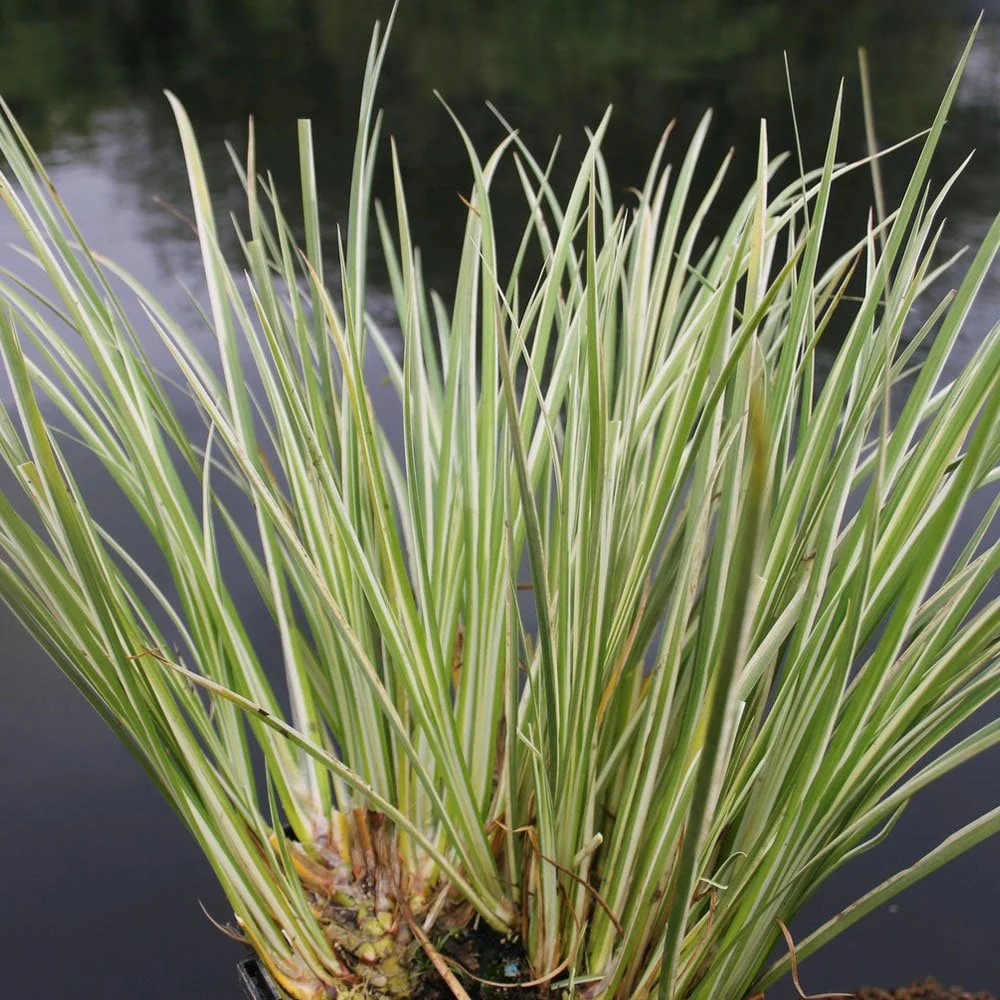 Acorus Gramineus Variegatus - Variegated Slender Sweet Flag - Image 4
