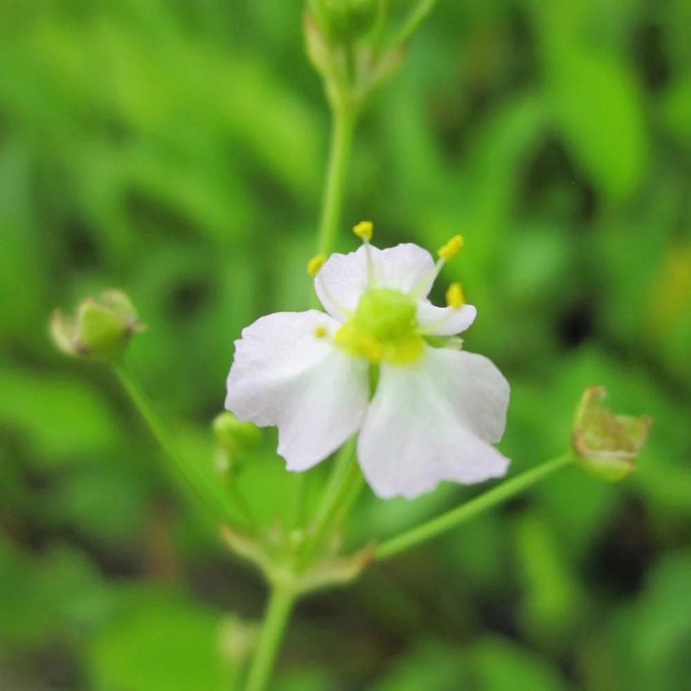 Alisma Plantago Aquaticum - European Water Plantain - Image 3