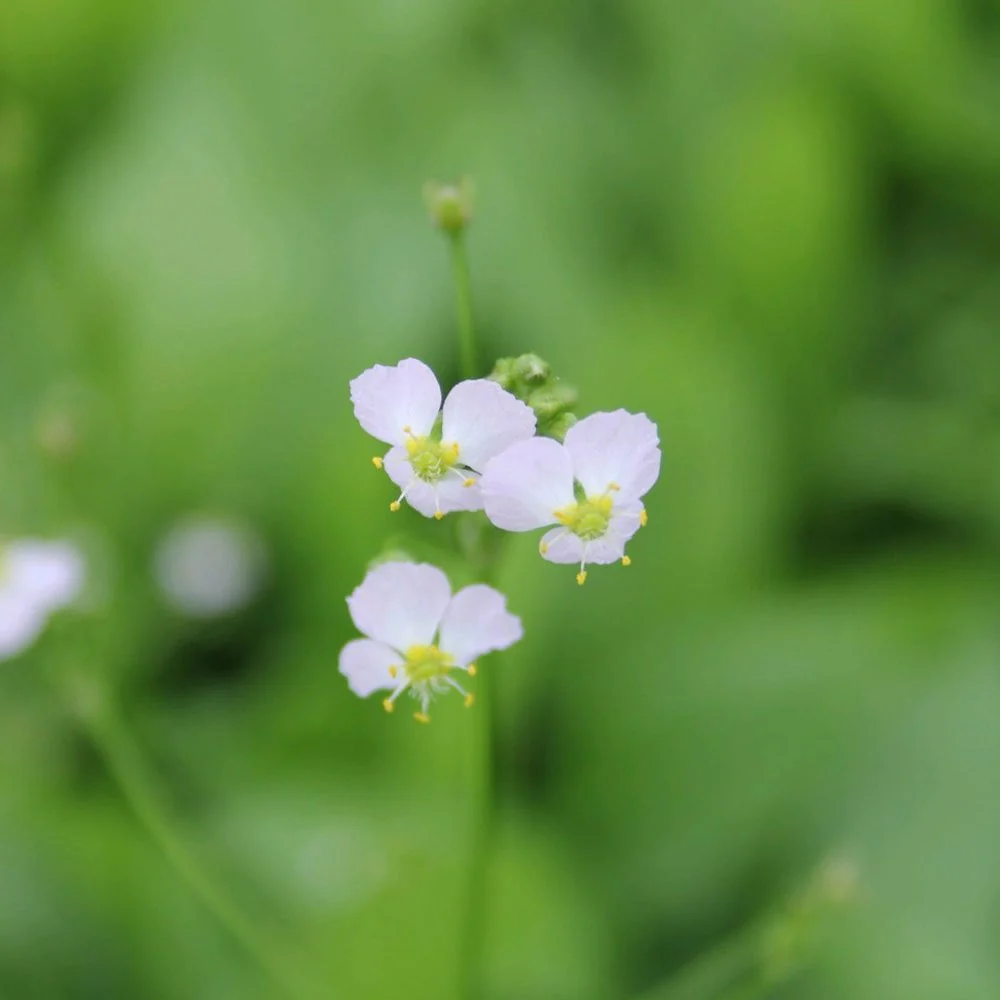 Alisma Plantago Aquaticum - European Water Plantain - Image 4