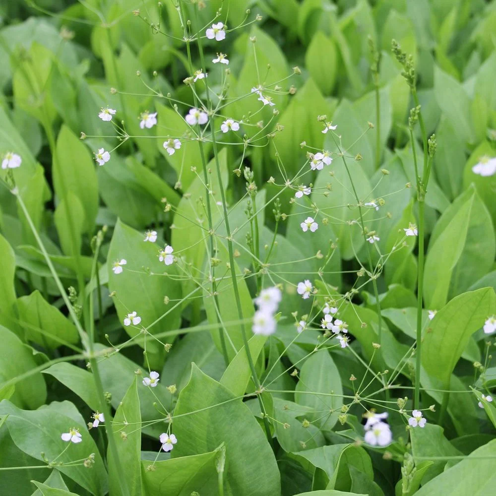 Alisma Plantago Aquaticum - European Water Plantain - Image 5