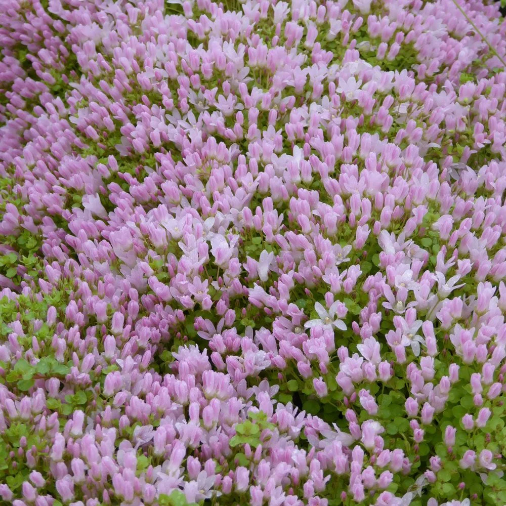 Anagallis Tenella - Bog Pimpernel - Image 3