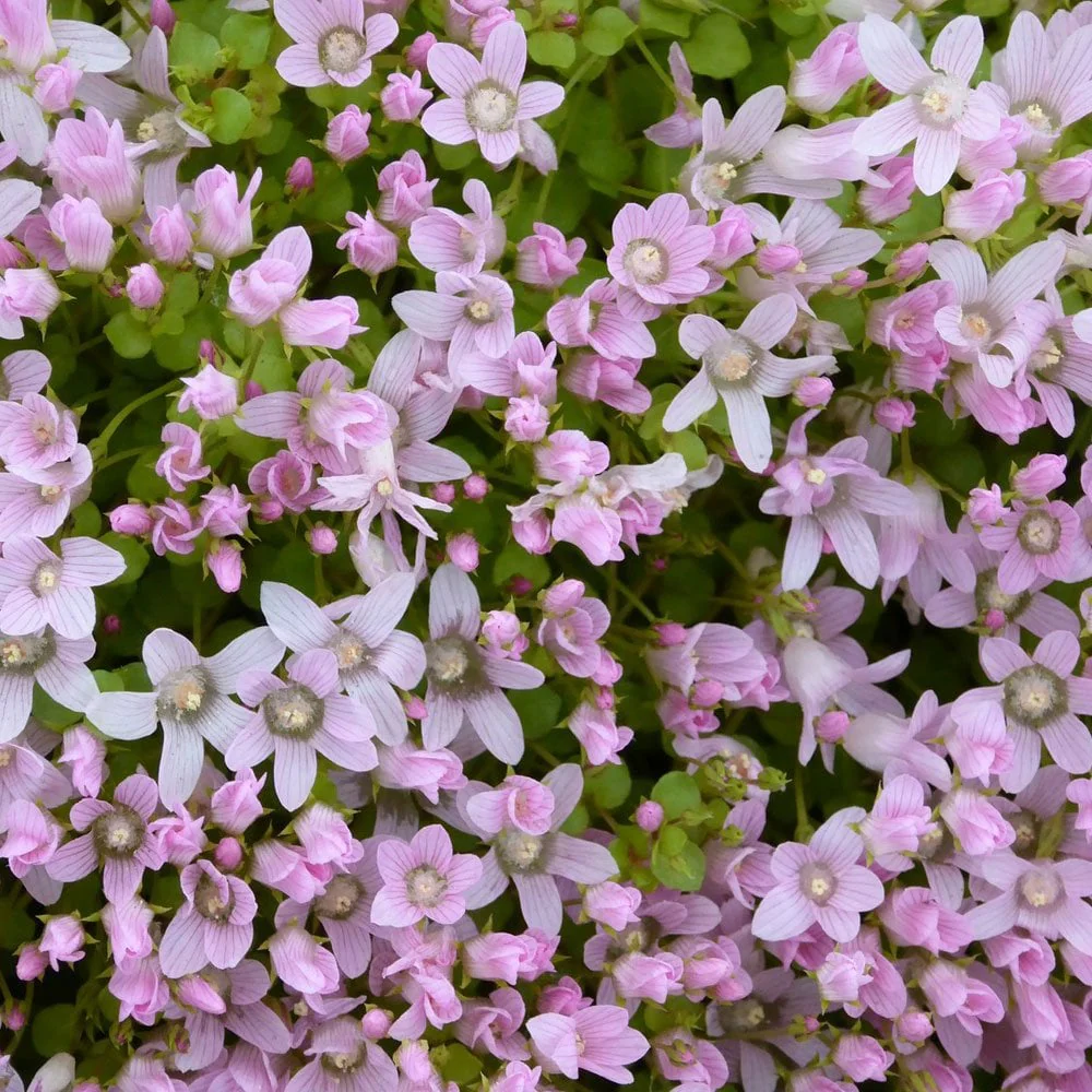 Anagallis Tenella - Bog Pimpernel - Image 4