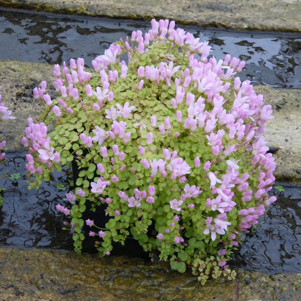 Anagallis Tenella - Bog Pimpernel - Image 5