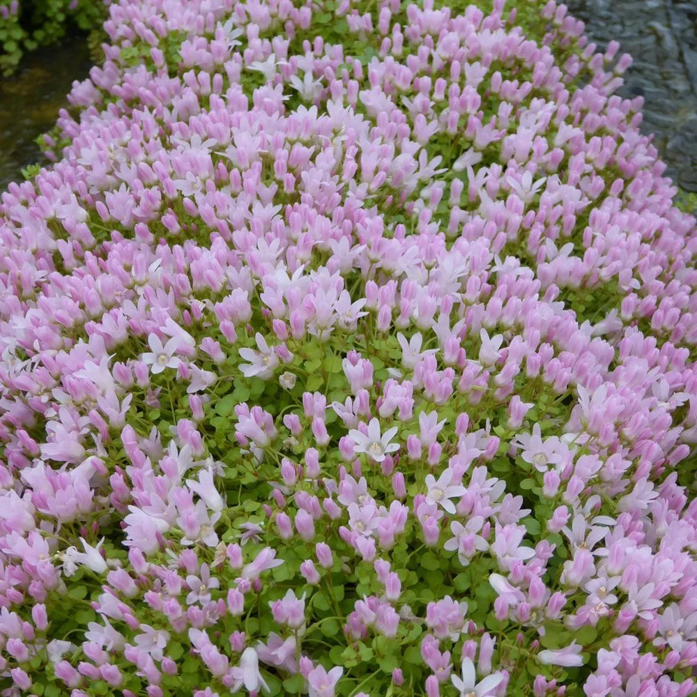 Anagallis Tenella - Bog Pimpernel - Image 6