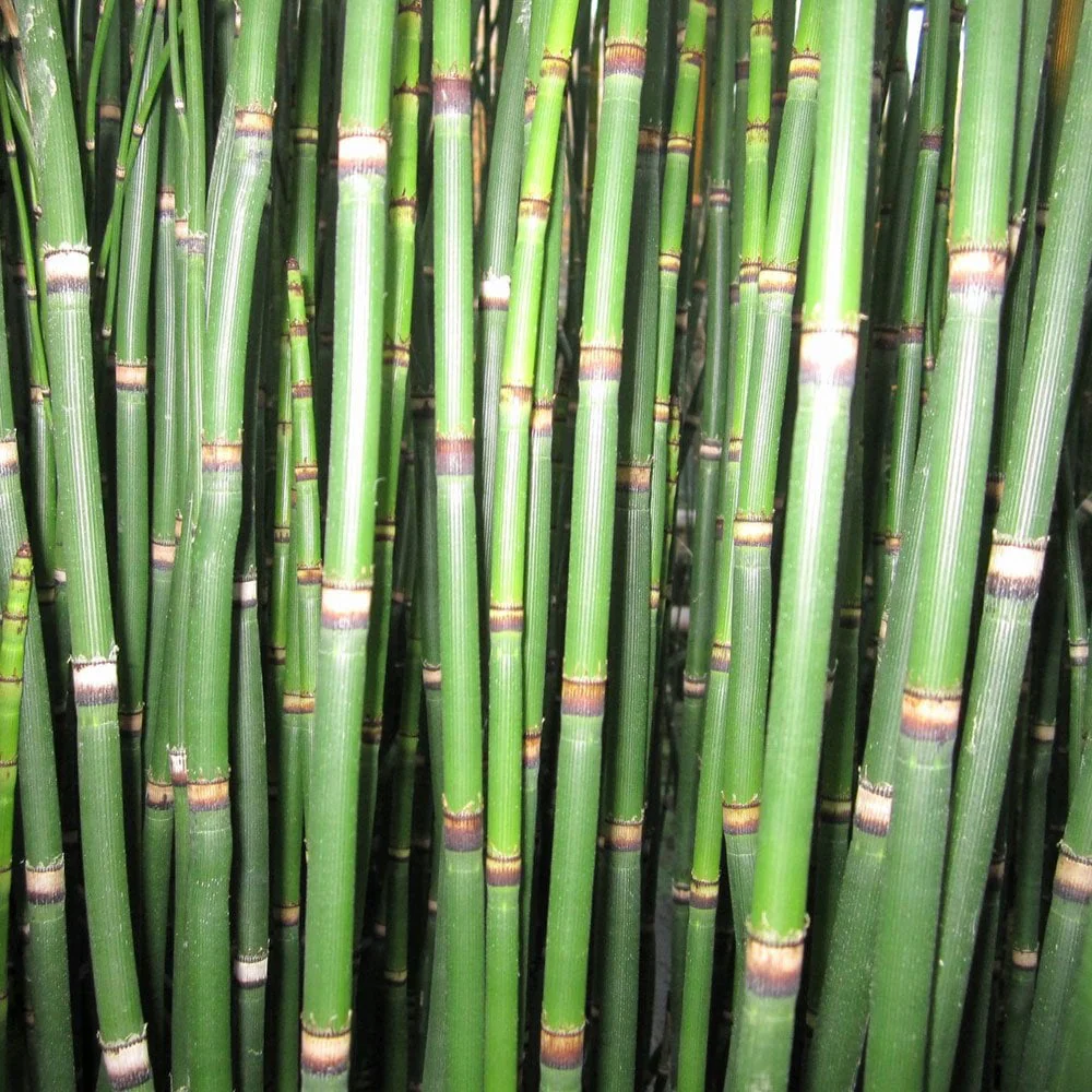 Equisetum Hyemale - Rough Horsetail - Image 3