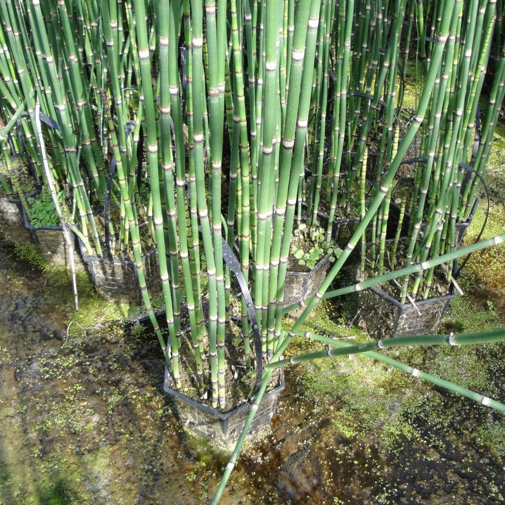 Equisetum Hyemale - Rough Horsetail - Image 4
