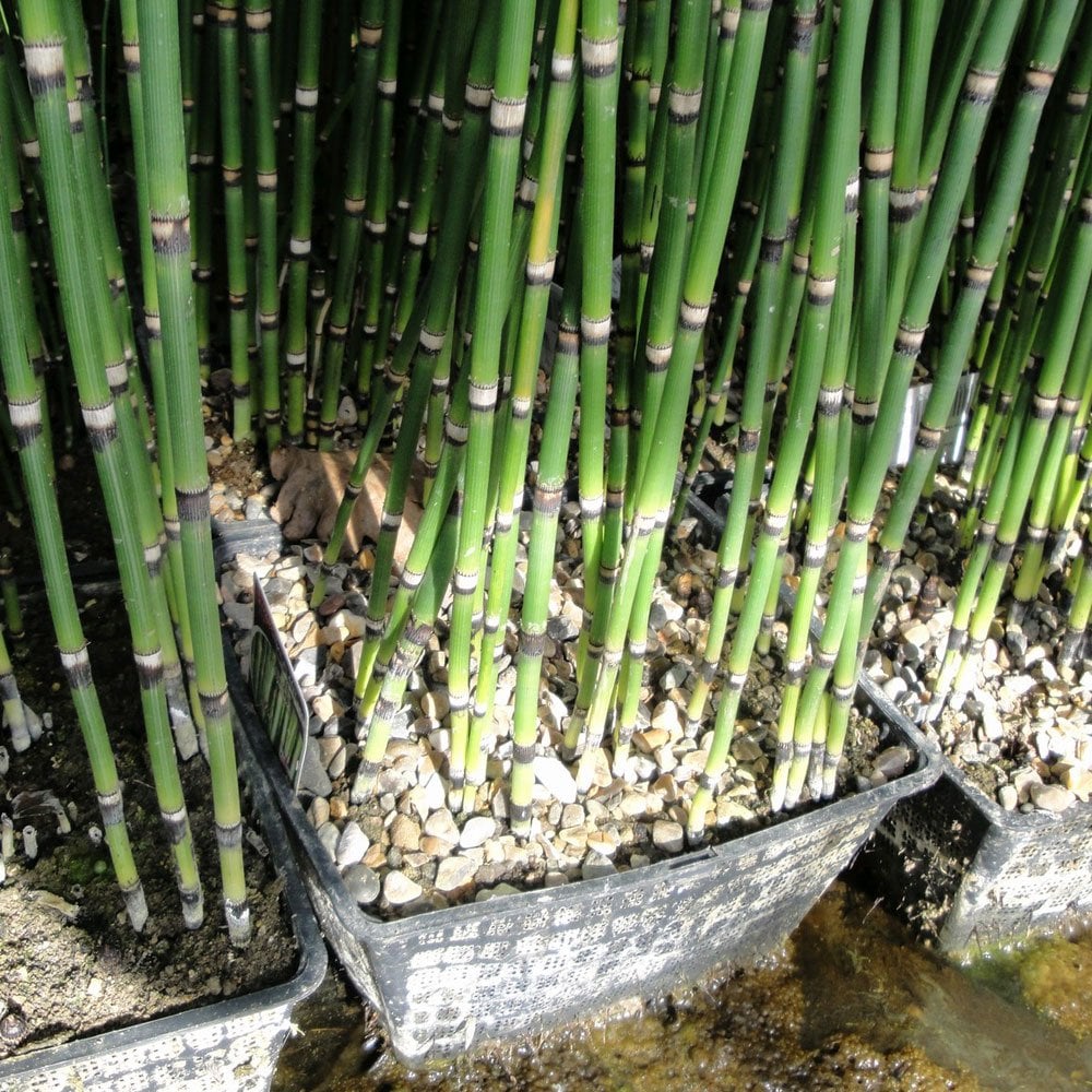 Equisetum Hyemale - Rough Horsetail - Image 6
