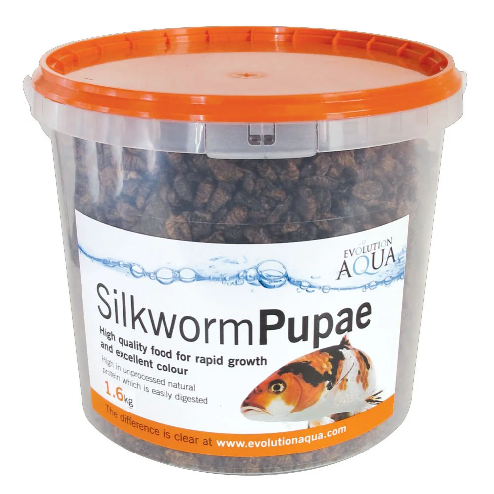 Silkworm Pupae - Image 3